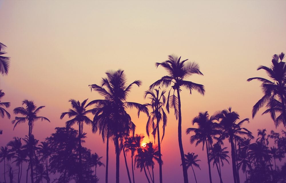 Palm tree silhouettes in front of a sunset