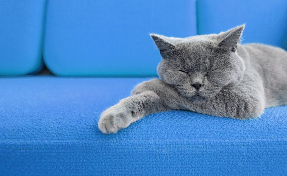 A cat sleeping on a blue couch.