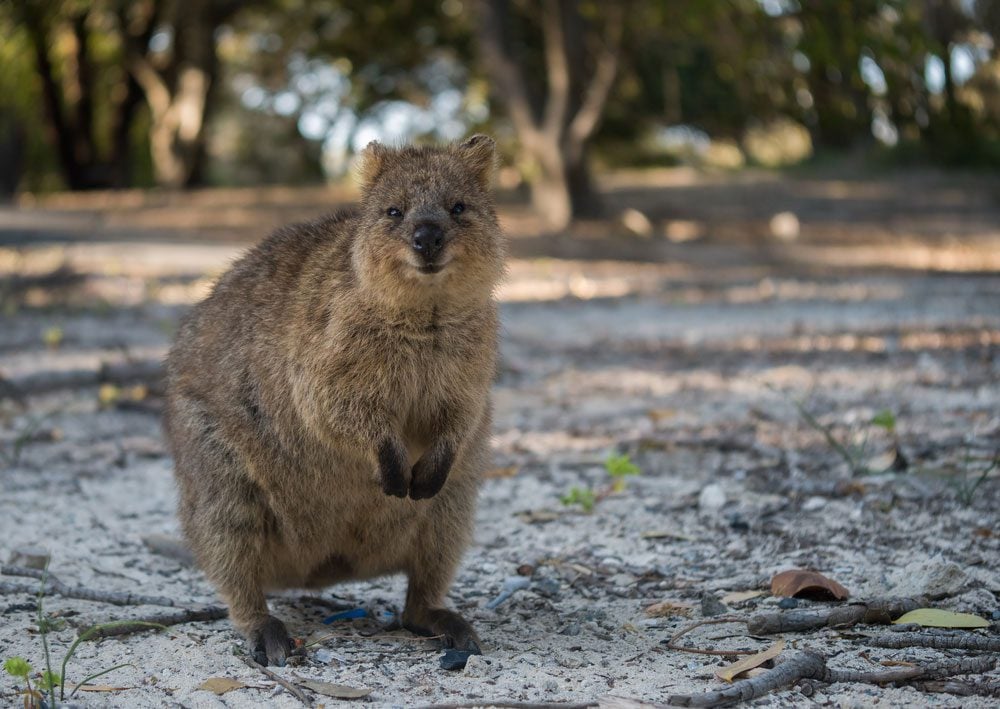 increase content quality with visuals like this image of a Quokka