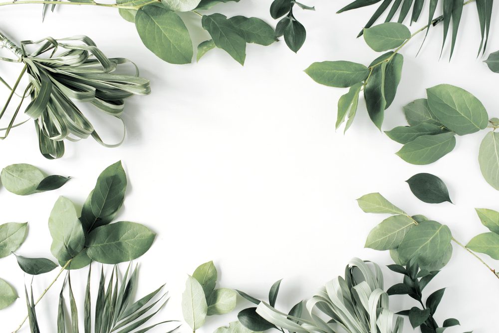 Green leaves in a circle on white background